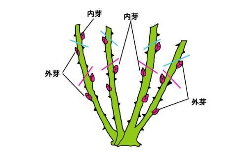 月季花过冬三部曲，不黑斑黄叶，等待收获满枝的喜悦。 