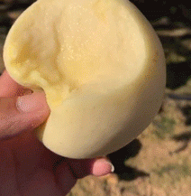 春天这些水果就在那个时候，养阳，健脾，润燥，不要错过！ 